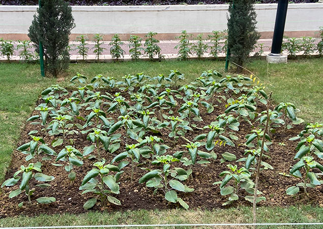 DLF Capital Greens- Premium apartment in Delhi- Herbal Garden