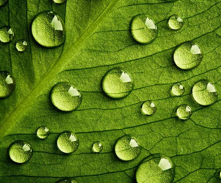 water conservation award